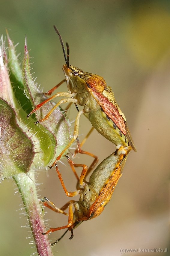Elasmucha grisea accoppiamento.jpg